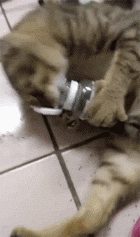主人回家发现家里一片狼藉,看到猫正抱着猫薄荷罐狂舔