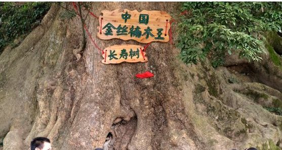 中国最贵的三棵楠树，曾被估值3000万，连树枝都能卖40万