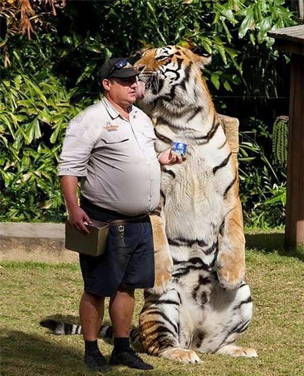 为什么说老虎是大猫?看了这6张图你就知道了