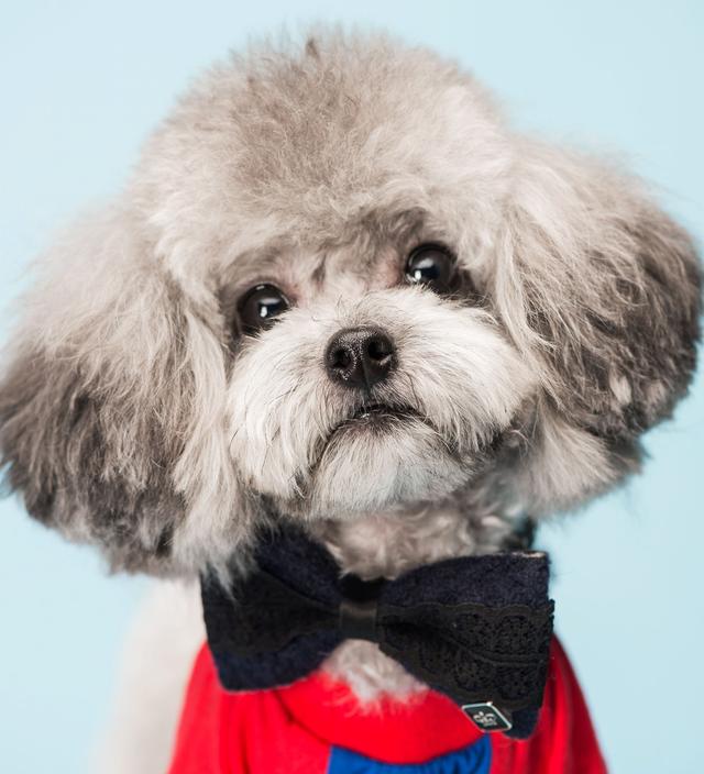 一只纯种泰迪犬大概多少钱？