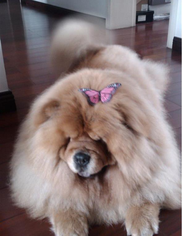 妈妈,我真的很老了,已经跑不动了!