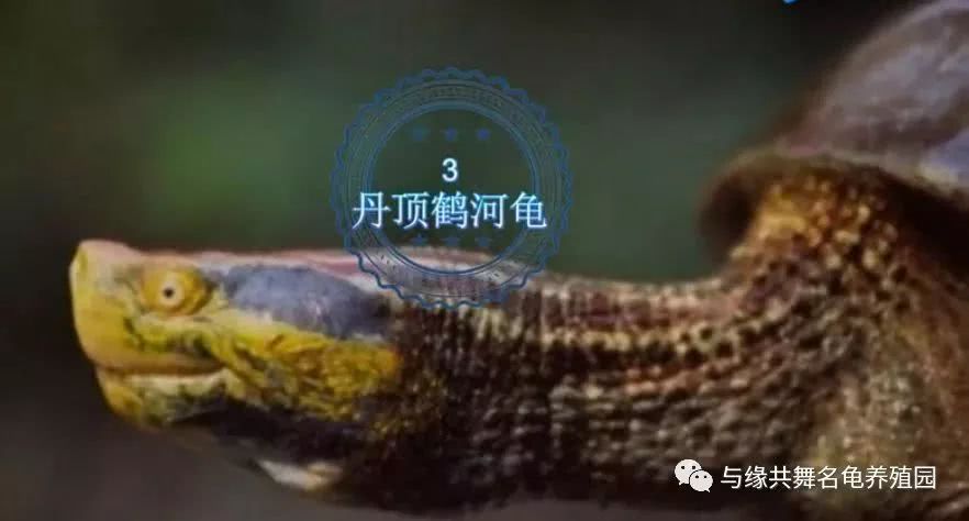 世界八大稀有名龟排行 第一名众望所归