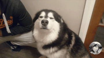 二哈犯了错误还一副傲娇的表情.|主人|哈士奇|短毛