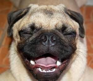 不要再嫌弃巴哥犬了，养过的人都知道它有多好！