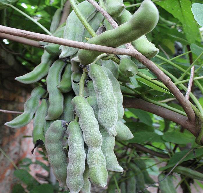 因为这种豆子有剧毒,被称为豆类植物中的"河豚",必须经过严格的去毒
