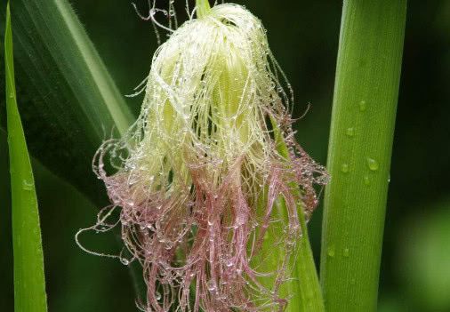 睡前喝杯祛湿水,等于跑步2小时,湿气一扫而空