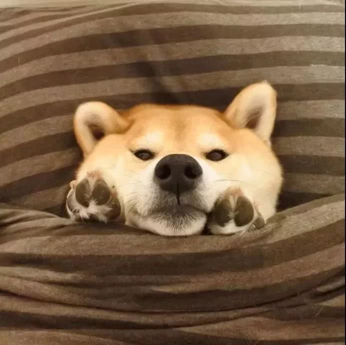 柴犬表情合表情古惑仔的图集火包最图片