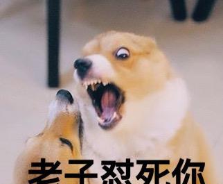 汪星人系列之柯基搞笑表情bilibili爱表情包图片