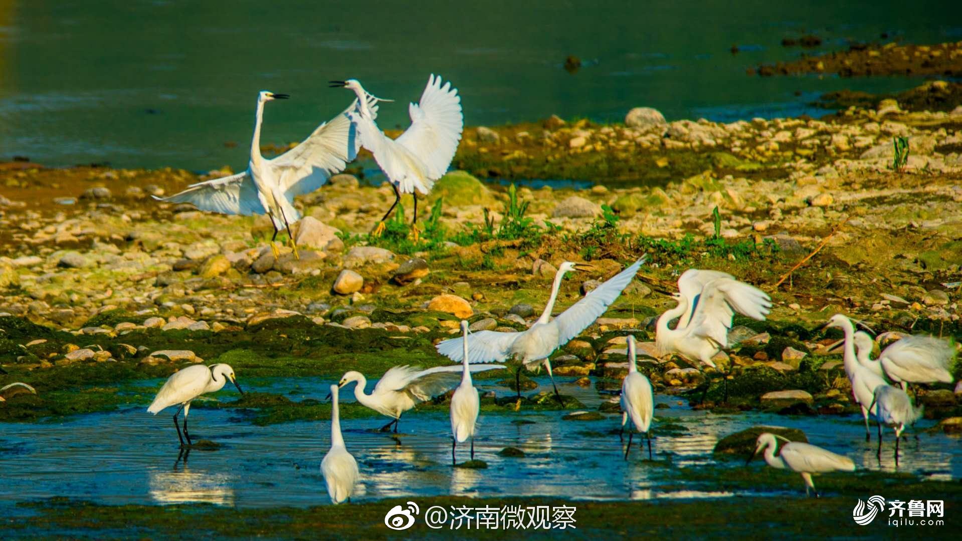 济南玉符河湿地水优景美,引白鹭栖息