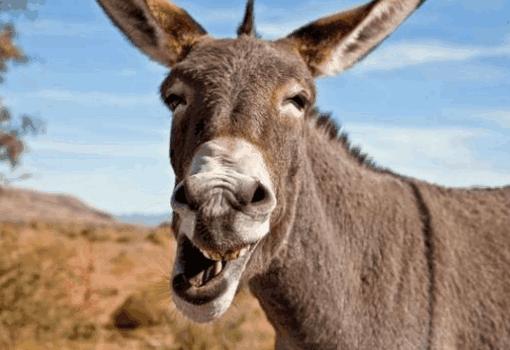 盘点古代名人奇葩嗜好,王璨喜欢学驴叫,最后一