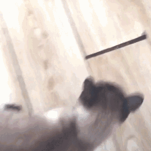 让自己难堪,猫咪当然不干了,于是,猫咪灵机一动,果断向着乌龟走两步