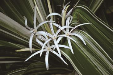 华南地区斑叶植物品种 华南地区斑叶植物有哪