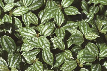 华南地区斑叶植物品种 华南地区斑叶植物有哪