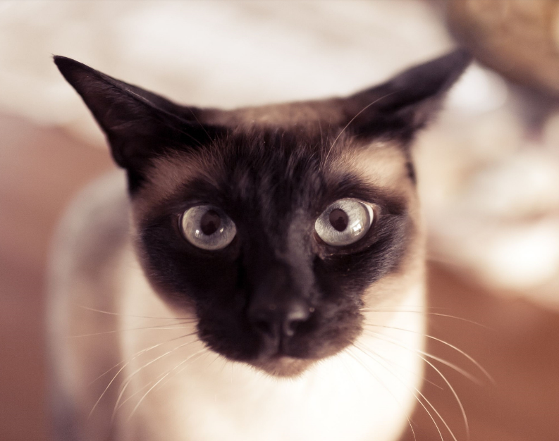 暹罗猫越养越黑,鼻子却白了?那是因为它缺点东