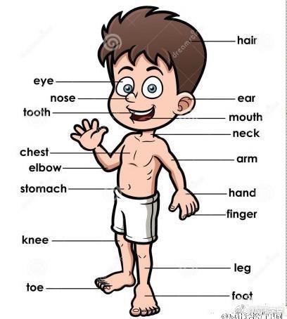 搞定身体各部分的英语词汇,全得不能再全了~