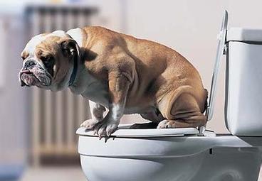 多数人不知道如何训练狗狗定点大小便,看完你