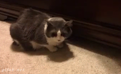 最全的猫咪动图整理,不仅搞笑,还能萌化你的心,值得收藏