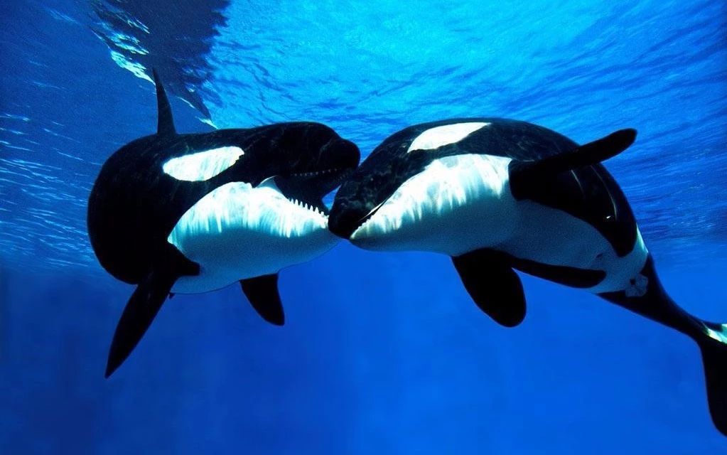 螺旋切割攻击!深海最凶狠的动物:生吃虎鲸大白鲨,咬...