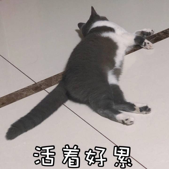 猫咪表情包297:很疲惫了!我的内心毫无波澜!活着好累