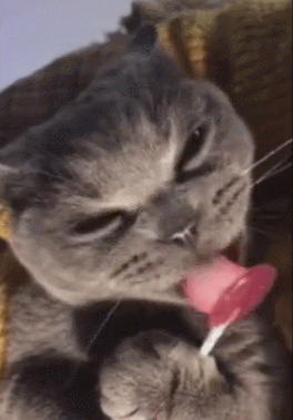 猫咪每天吃五根棒棒糖,自己懂用脚捉,猫会有蛀牙吗?