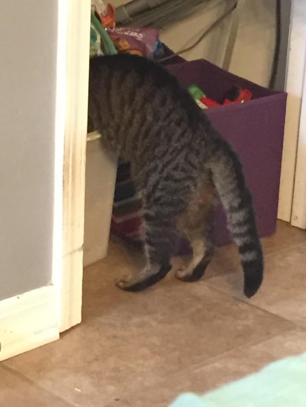 流浪猫自己选主人,正要将它带去收容所时,它还