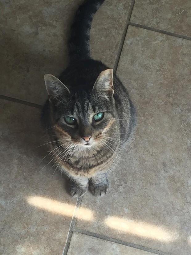 流浪猫自己选主人,正要将它带去收容所时,它还