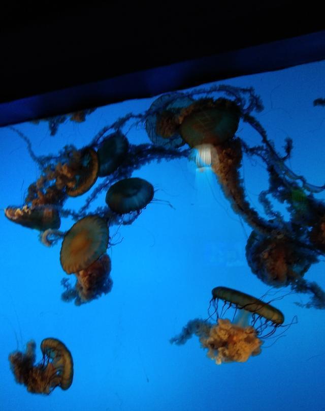 小学生想象作文《我的梦想》,环保类习作,到底