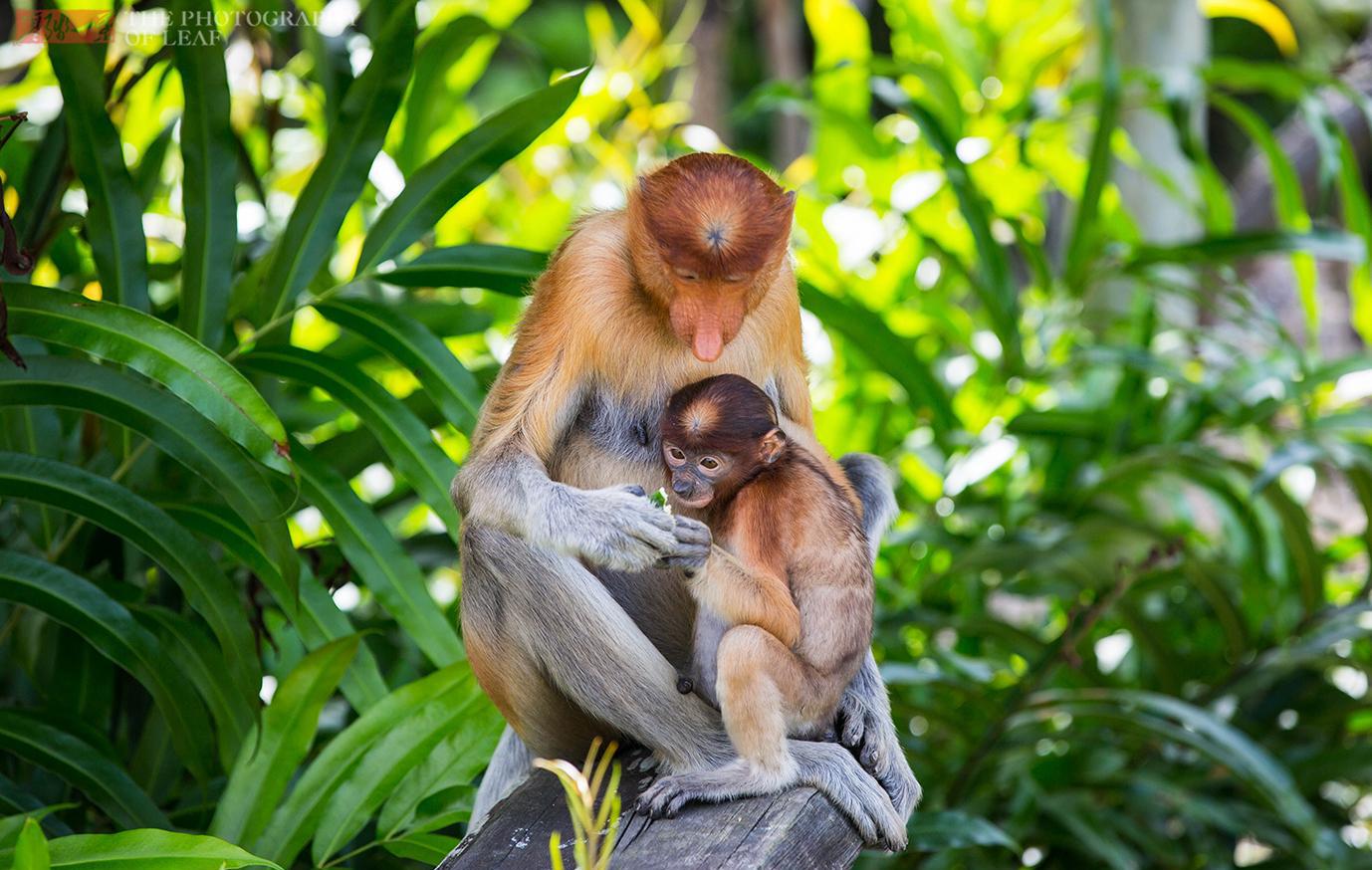 马来西亚国宝“长鼻猴”24小时金枪不倒, 外国女游客看了很害羞