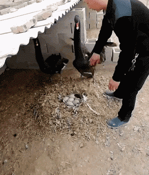 母鹅: