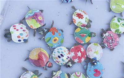 市场上彩绘小乌龟不宜养家长购置需慎重