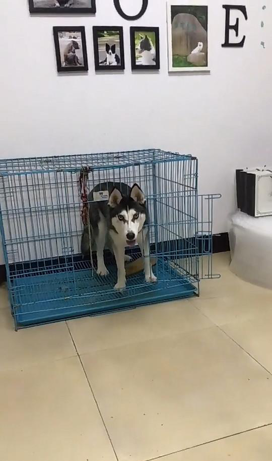 宠主大谈狗肉汤做法,哈士奇吓得秒回笼,怂货属