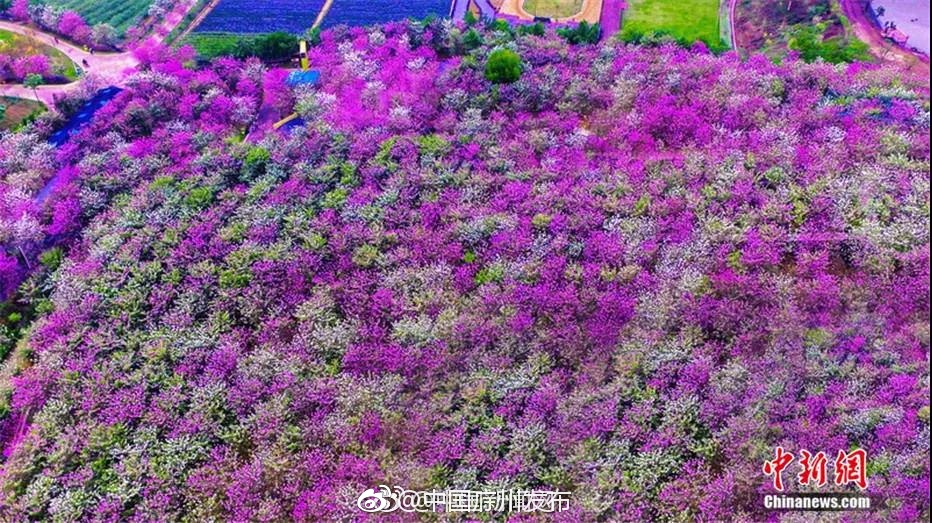 航拍广州花都赤坭镇志惠农场的宫粉紫荆花