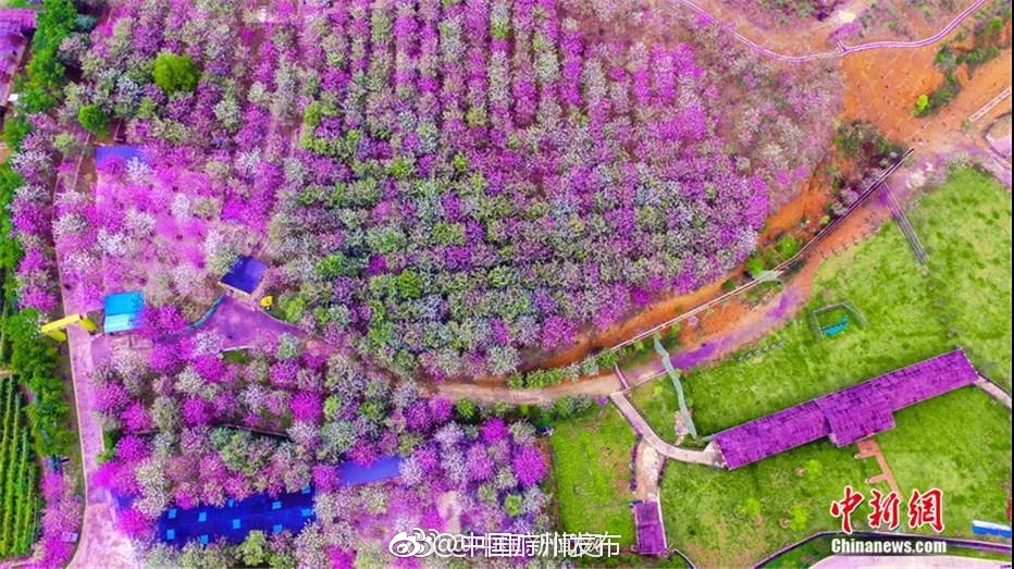 航拍广州花都赤坭镇志惠农场的宫粉紫荆花