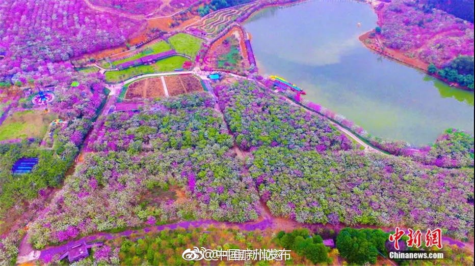 航拍广州花都赤坭镇志惠农场的宫粉紫荆花