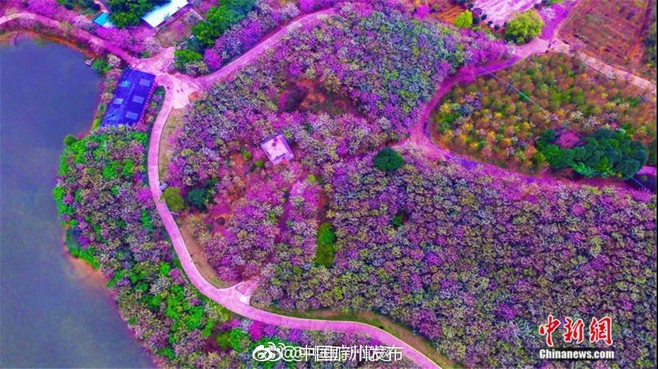 航拍广州花都赤坭镇志惠农场的宫粉紫荆花