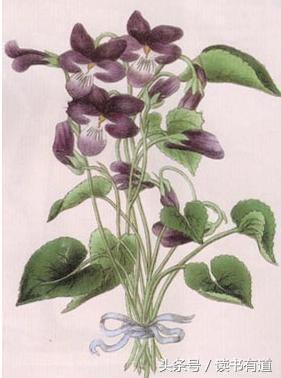 考眼力:一株紫罗兰的,可是你能发现图中隐藏三