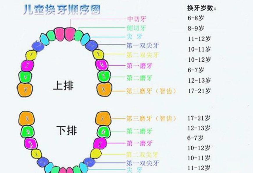 儿童换牙顺序图儿童换牙顺序表