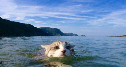 萌猫咪表情包系列之游泳 一脸杀气腾腾的样子