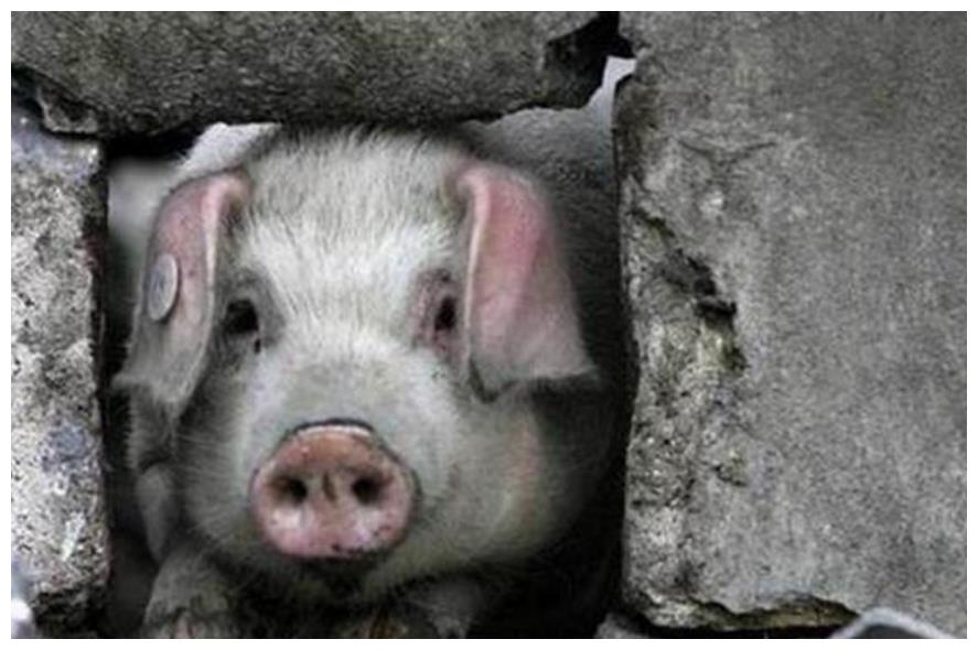 汶川地震中被埋了36天的"猪坚强",现在过得怎么样了?