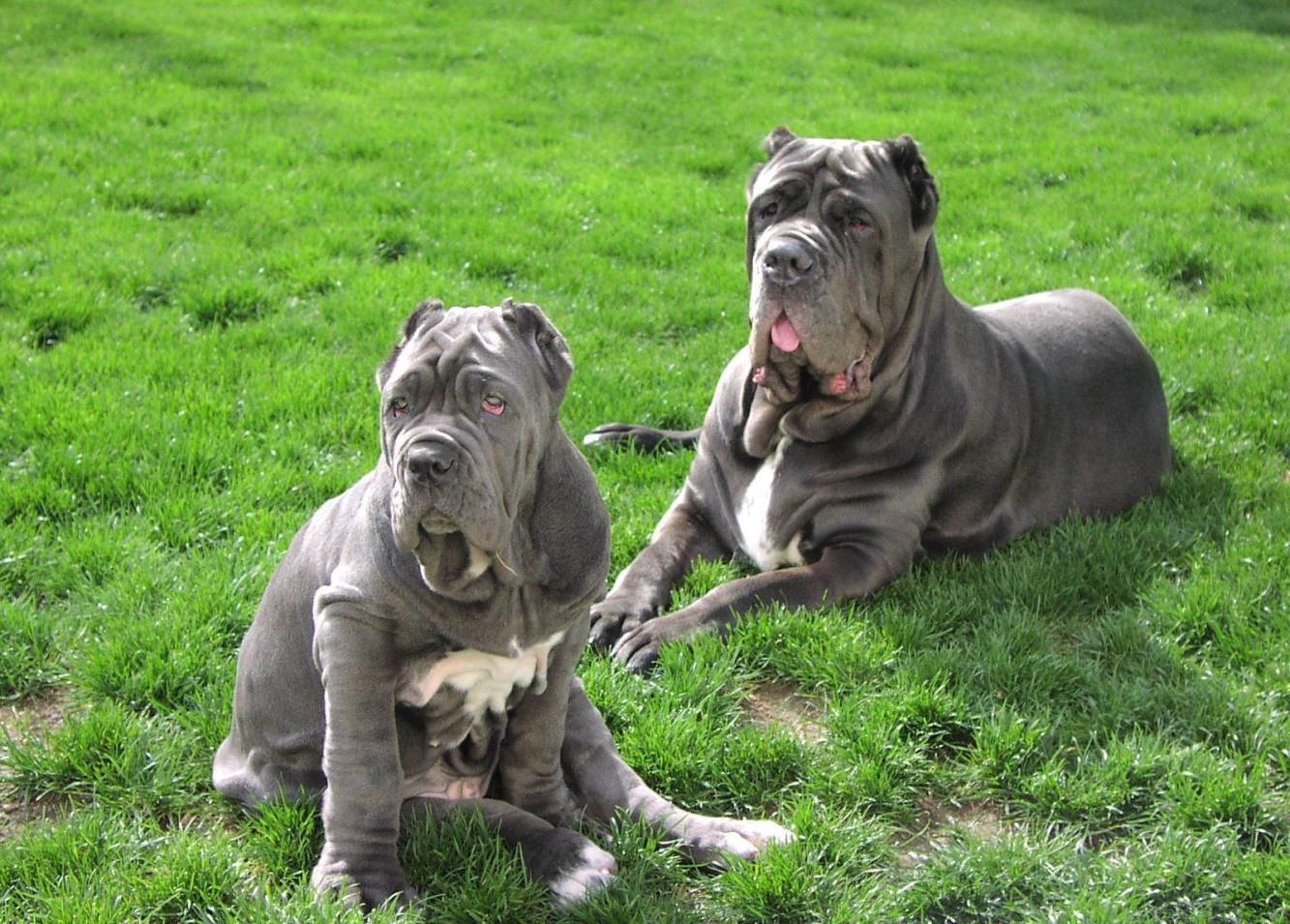 直击全球最凶猛的十大犬类, 看见它们最好绕道