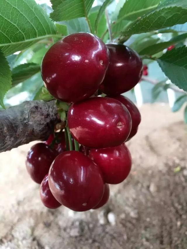 林氏绿洲北方大樱桃基地,现有11个樱桃大棚,种植的品种是梅枣大樱桃.