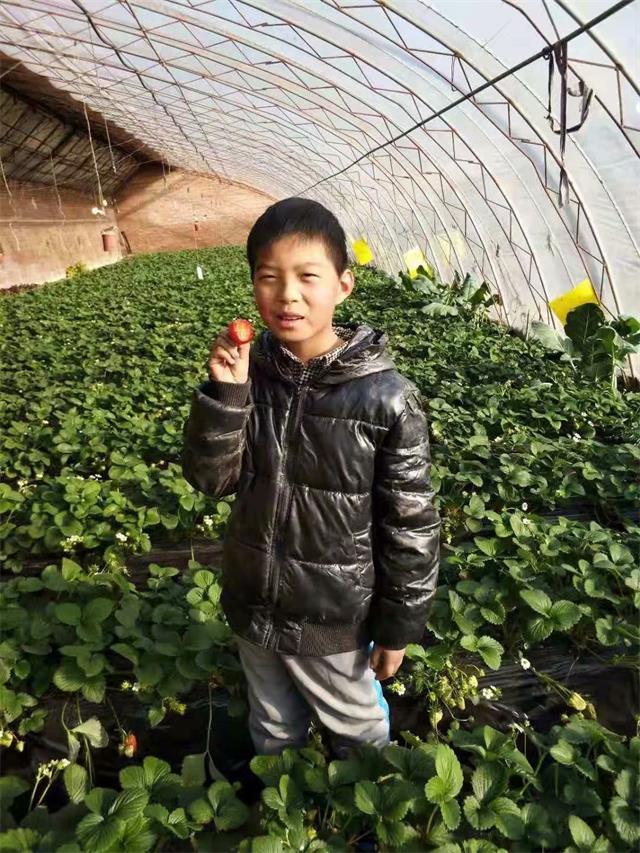 冬天最美好的事情，就是到北京昌平康源草莓采摘园摘红彤彤的草莓