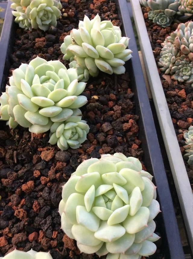 多肉长出侧芽以后,最正确的处理方式!