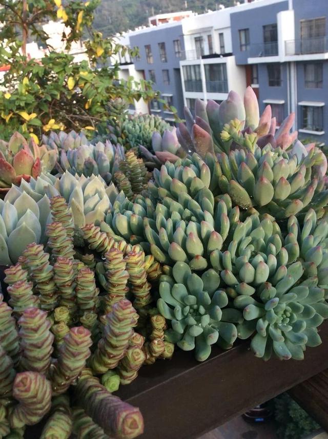 多肉长出侧芽以后,最正确的处理方式!