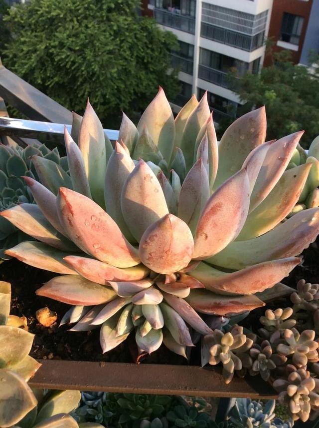 多肉长出侧芽以后,最正确的处理方式!