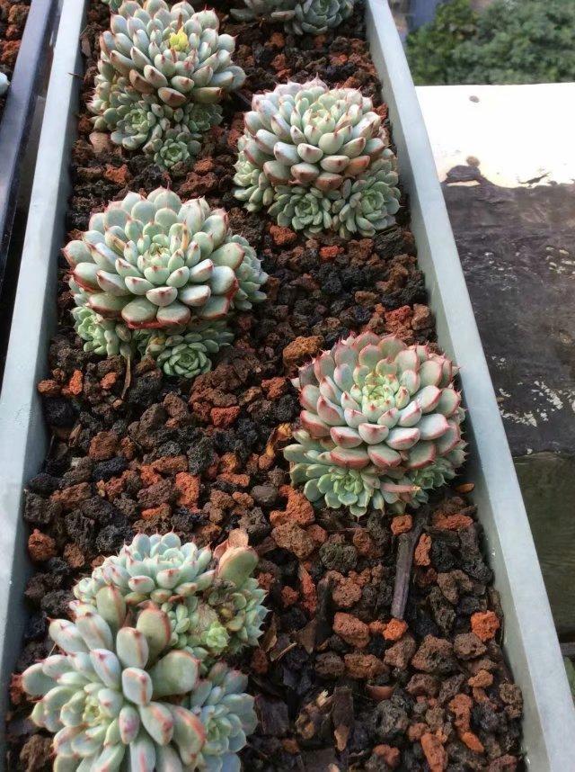 多肉长出侧芽以后,最正确的处理方式!