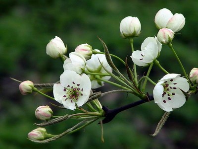 中南大学6人入选2017年度长江学者奖励计划