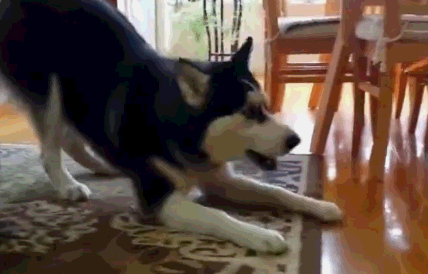 哈士奇老被主人欺负,这一次终于抓到机会报复了