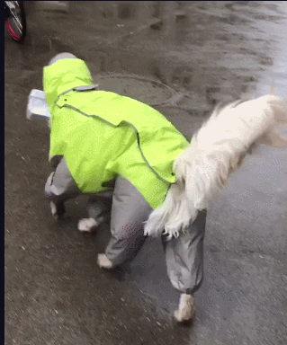金毛冒雨帮主人取快递 金毛:为了大鸡腿,淋点雨算什么