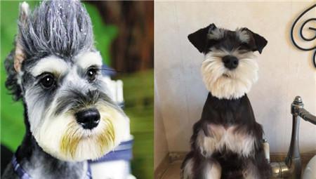 解析雪纳瑞狗呕吐怎么回事 给爱宠更多的呵护